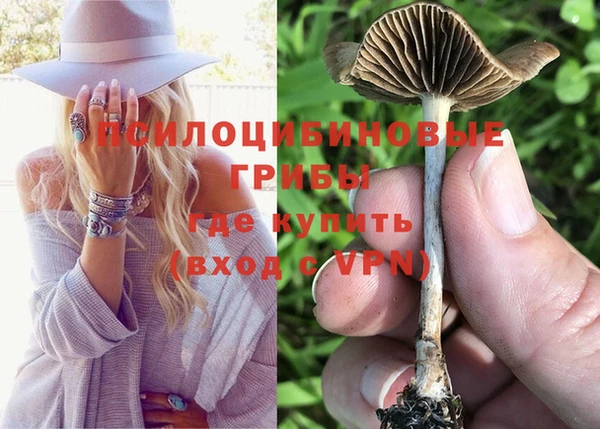 индика Богданович